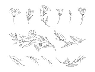 Set of bindweed flowers and leaves, line art style. Blooming convolvulus wildflowers and buds. Meadow wild plants. Botanical elements for design projects. Detailed contour floral vector illustration