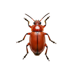 Small Fire-Colored Beetle Resting on White Background