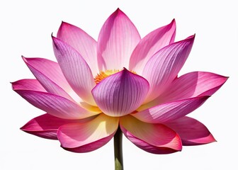Pink Lotus Flower with Green Leaves - Beautiful Water Lily Bloom Stock Photo