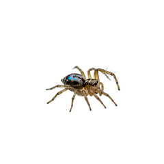 Tiny Dew Drop Spider with Reflective Body on White Background