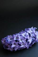 purple hyacinth, strongly scented spring flowers, blue flower, blooming hyacinth on dark background