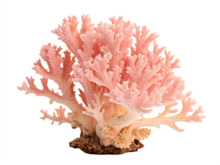 Pink coral isolated on transparent background