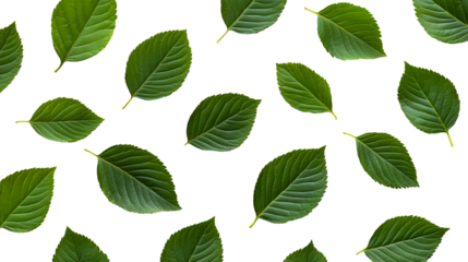 Fresh green leaves pattern on black backdrop, cut out transparent