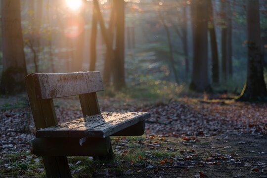Serene wooden bench in a tranquil forest during early morning light