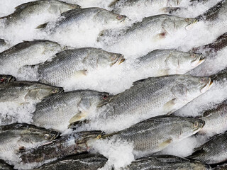 Fresh Barramundi Fish or Asian Sea Bass Displayed on a Bed of Ice at Market.