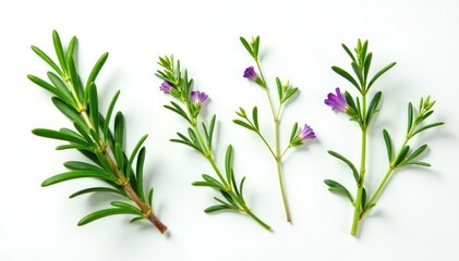 Obraz premium Sprigs of rosemary and thyme on white background, flowers, greenery, botany