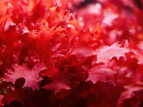 Vibrant red algae marine plant life close up underwater aquatic flora botanical beauty natural light ocean depth