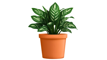 Calathea Ornata Pinstripe in clay pot, isolated cut out transparent