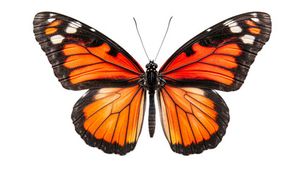 Fototapeta premium Monarch butterfly with orange wings pattern on black background, cut out transparent