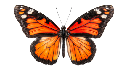 Monarch butterfly with orange wings pattern on black background, cut out transparent