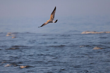 seagull in flight