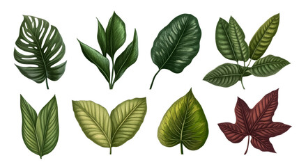 Fototapeta premium Botanical illustration of exotic leaves on black background, cut out transparent