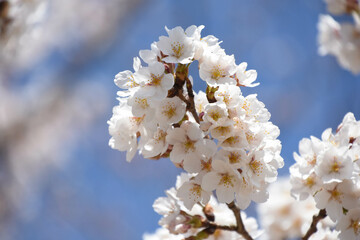 青空に桜