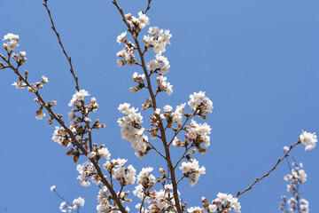 青空に桜