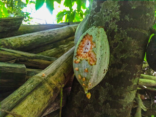 Damaged cocoa pods grow on the trunk, with visible insect damage. The fruit is light green in...