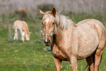 A mare in the foreground in the meadow and her young foal in the background, both with light brown coats. Horses.