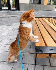 Walking an orange cat in a city. Siberian breed cat on a leash looking away and pushing his paws against a bench.