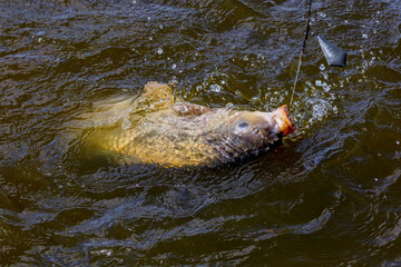 Fishing adventures, carp fishing.Big Carp an a fishing line. Angler, at sunset, is fishing with carpfishing technique. Camping on the shore of the lake.Carp Fishing Sunset