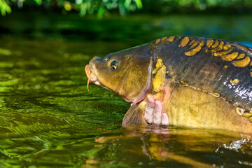 Carpfishing session at the Lake.Large carp fish being released back into the lake water after being caught.Fishing adventures.Catch and release sport fish