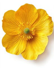 Radiant yellow trollius flower blossom with detailed petals and stamen on a clean white background in a bright studio shot