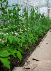 Planting legume and tomato seedlings in greenhouse. Healthy utility plants growing in fertile soil. Green foliage of young tomatoes bushes. Greenhouse arrangement with cartboard pass betweer the rows.