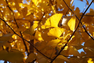 空を背景にしたイチョウの葉