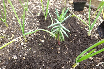 small spurge plant grown among onions, mole plant in the vegetable garden