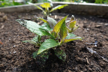 Young Yacon Plant Growing in a Garden Bed