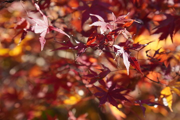 空を背景にした紅葉の木