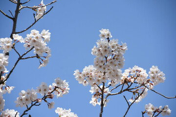 青空に桜