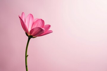 Single flower with delicate stem and soft light, gentle hue, bloom, isolation