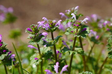 雑草とホトケノザ