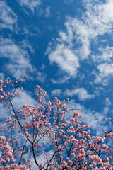 桜　青空