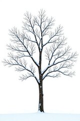 Obraz premium Snowy tree branches isolated on white background, nature, bare