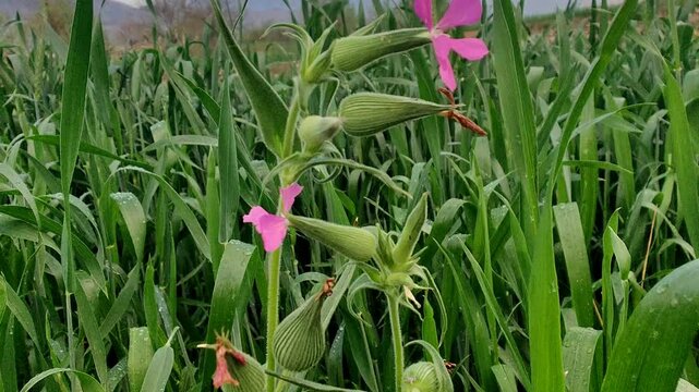 Silene conoidea, weed silene and large sand catchfly