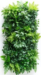 Naklejka premium Lush Vertical Garden Wall with Ferns and Greenery Creating a Natural and Fresh Indoor Environment a Botanical Display Against a White Background
