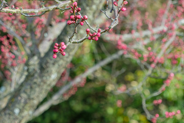 紅梅のつぼみと枝の接写