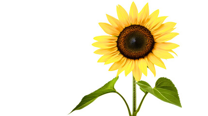 Obraz premium A large yellow sunflower grown on a farm, turning yellow as it bears a large seed, a classic yellow sunflower on a transparent background.