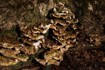 Oxyporus populinus Wild Mushrooms Fungus Forest Texture 