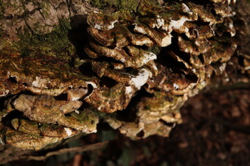 Oxyporus populinus Wild Mushrooms Fungus Forest Texture 