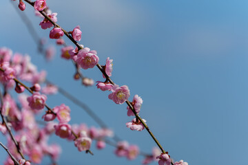 青空に映える紅梅の花