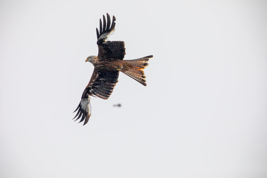 red kite in flight
