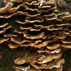 Oxyporus populinus Wild Mushrooms Fungus Forest Texture 