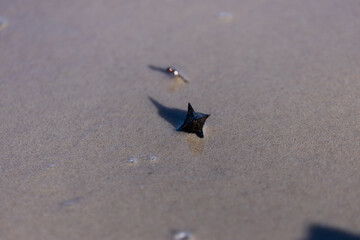 A Close-Up Exploration of a Unique Marine Creature on a Sandy Shoreline: A Fascinating Study of Natural Beauty and Intrigue in Coastal Environments