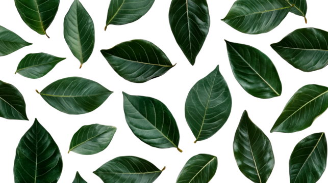 Green leaf pattern on a dark background, foliage texture, cut out transparent