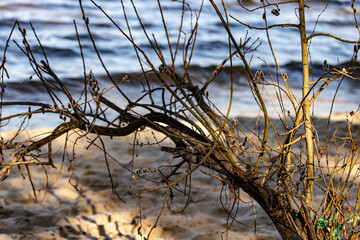 Scenic Beachside View Featuring a Twisted Branch with Delicate Buds Against the Backdrop of Calm Waves and Sandy Shoreline in Gentle Afternoon Light