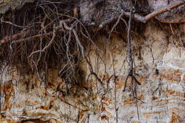 Intricate Network of Roots Intertwined with Sandy Soil Creating a Natural Landscape Genre that Captivates the Beauty of Earth’s Habitat and Environment Aesthetics in Nature Photography