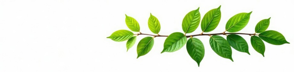 Naklejka premium Isolated branch with green leaves on white background, foliage, nature