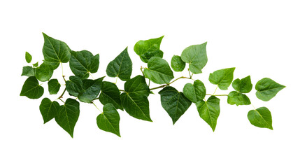 Fresh green ivy branch with leaves, lush natural decoration, cut out transparent