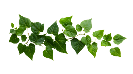 Fresh green ivy branch with leaves, lush natural decoration, cut out transparent